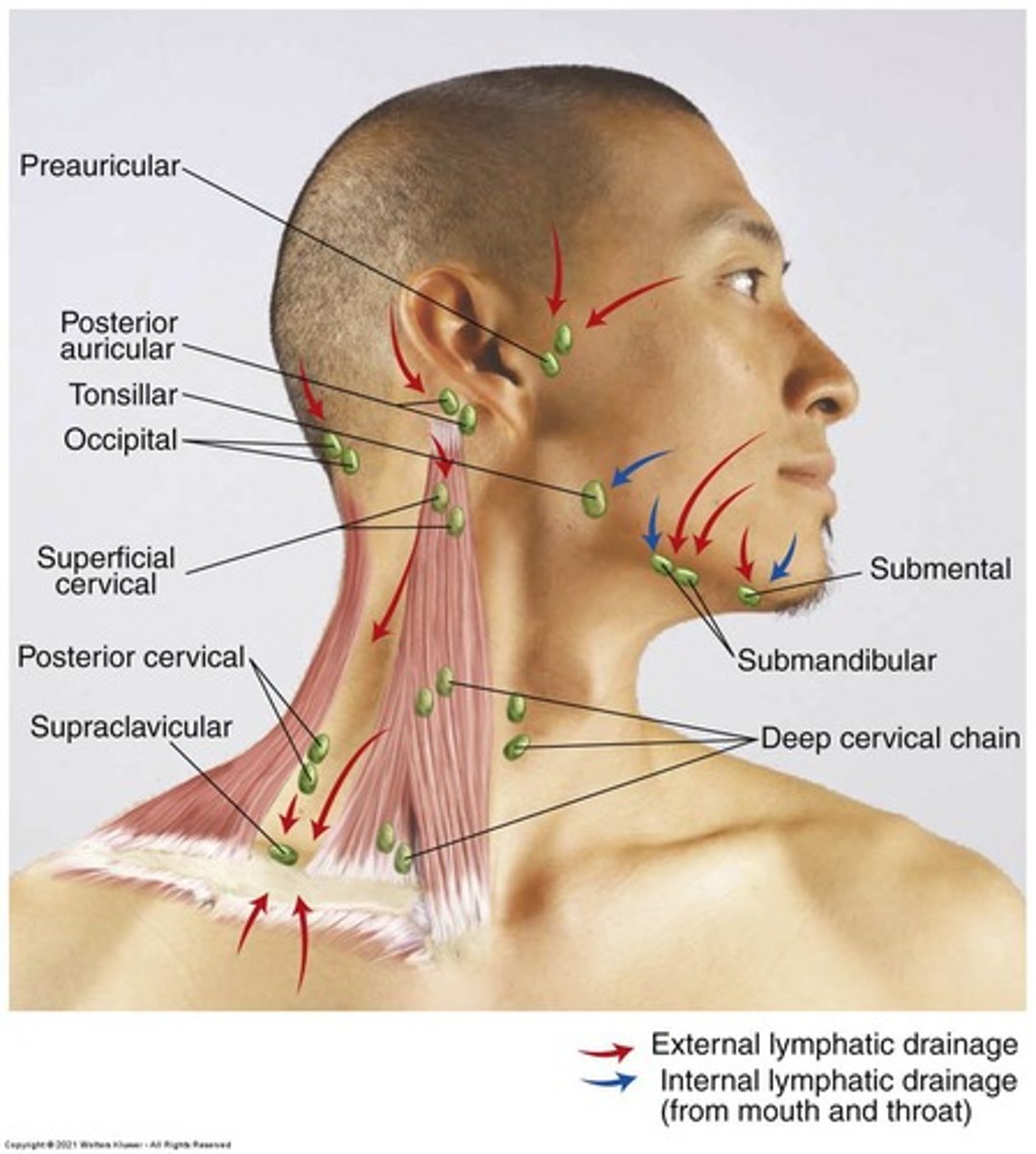 <p>They should be small, mobile, discrete, and nontender, often referred to as 'shotty'.</p>