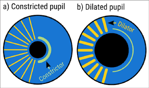 <p>what muscles control pupil size?</p>