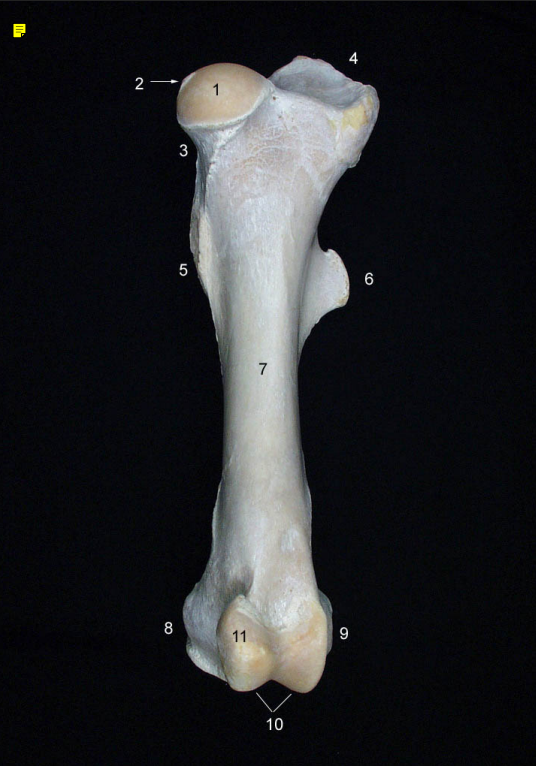 <p><strong>9</strong> -<strong> </strong>(cara cranial) (eq.)</p>