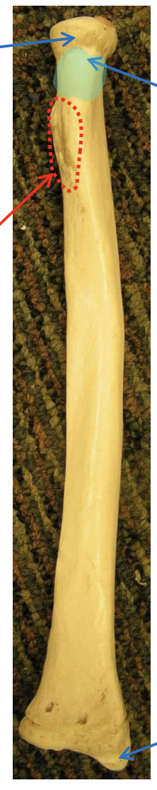 <p>Name the highlighted region</p>