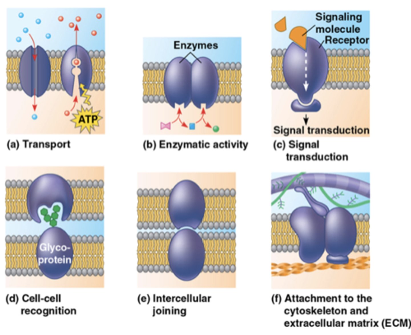 <p>4. enzymatic activity</p><p>- adenylate cyclase catalyzes ATP to cAMP</p><p>5. intercellular joining</p><p>- desmosomes like cell buttons</p><p>6. attachment (to cytoskeleton and ECM)</p><p>- help things stick</p>