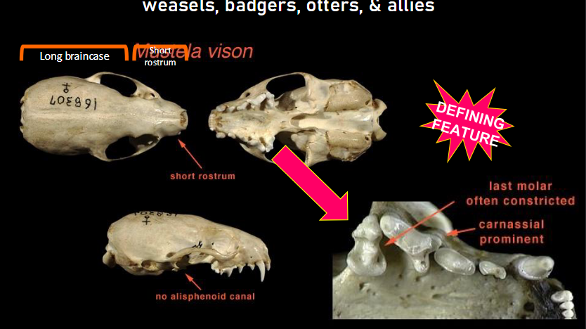 <p>Skull Characteristics: Carnivora - Mustelidae - weasels, badgers, otters</p>
