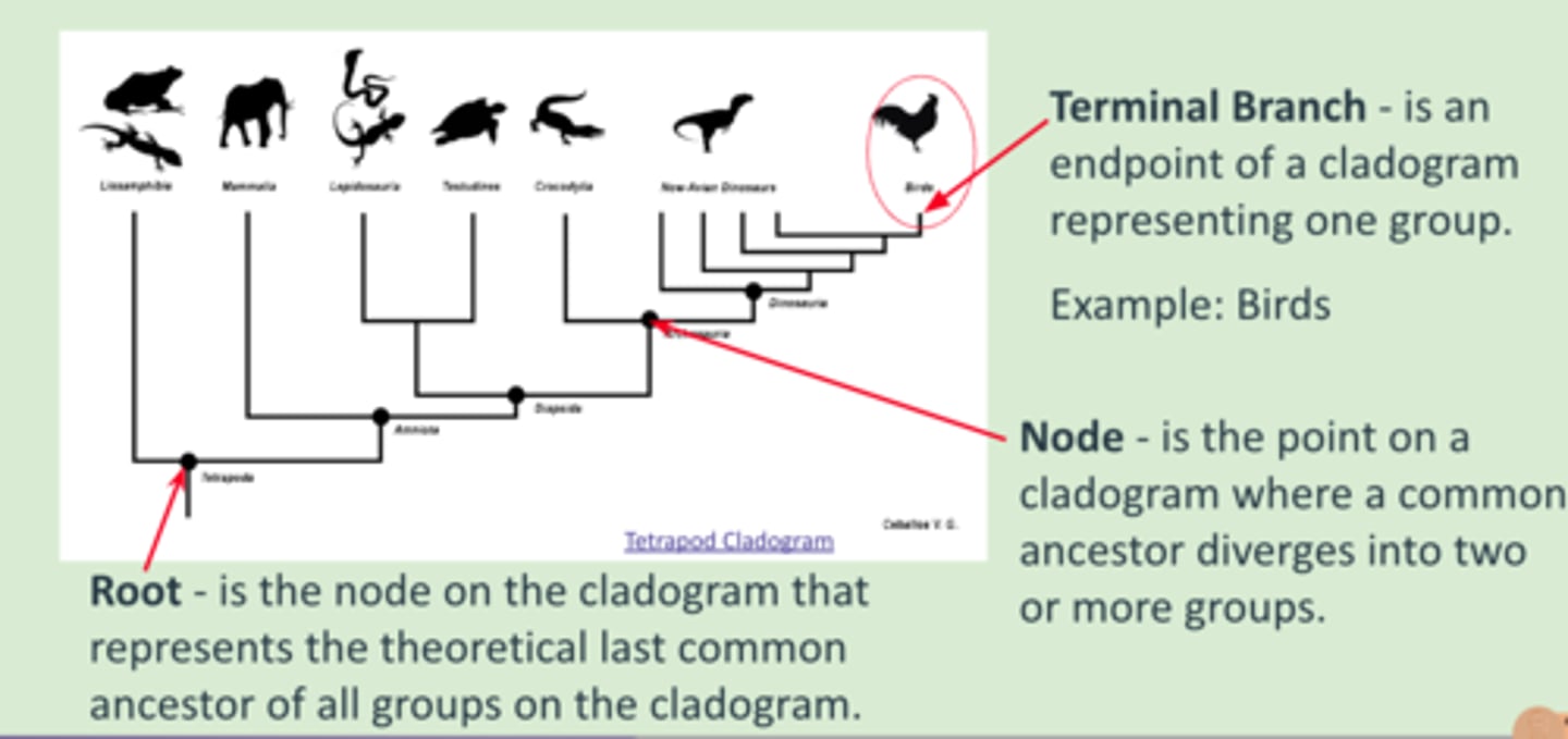 <p>endpoint of a cladogram which represents one group - AKA individual species within a clade</p>