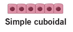 <p>This kind of epithelia consists of a single layer of cells, facilitating absorption and filtration.</p>