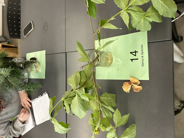<p>Pacific dogwood</p>