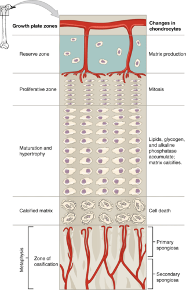 <p>Cartilage cells on the epiphysis side of the epiphyseal plate undergoes mitosis while the diaphysis side calcifies</p>