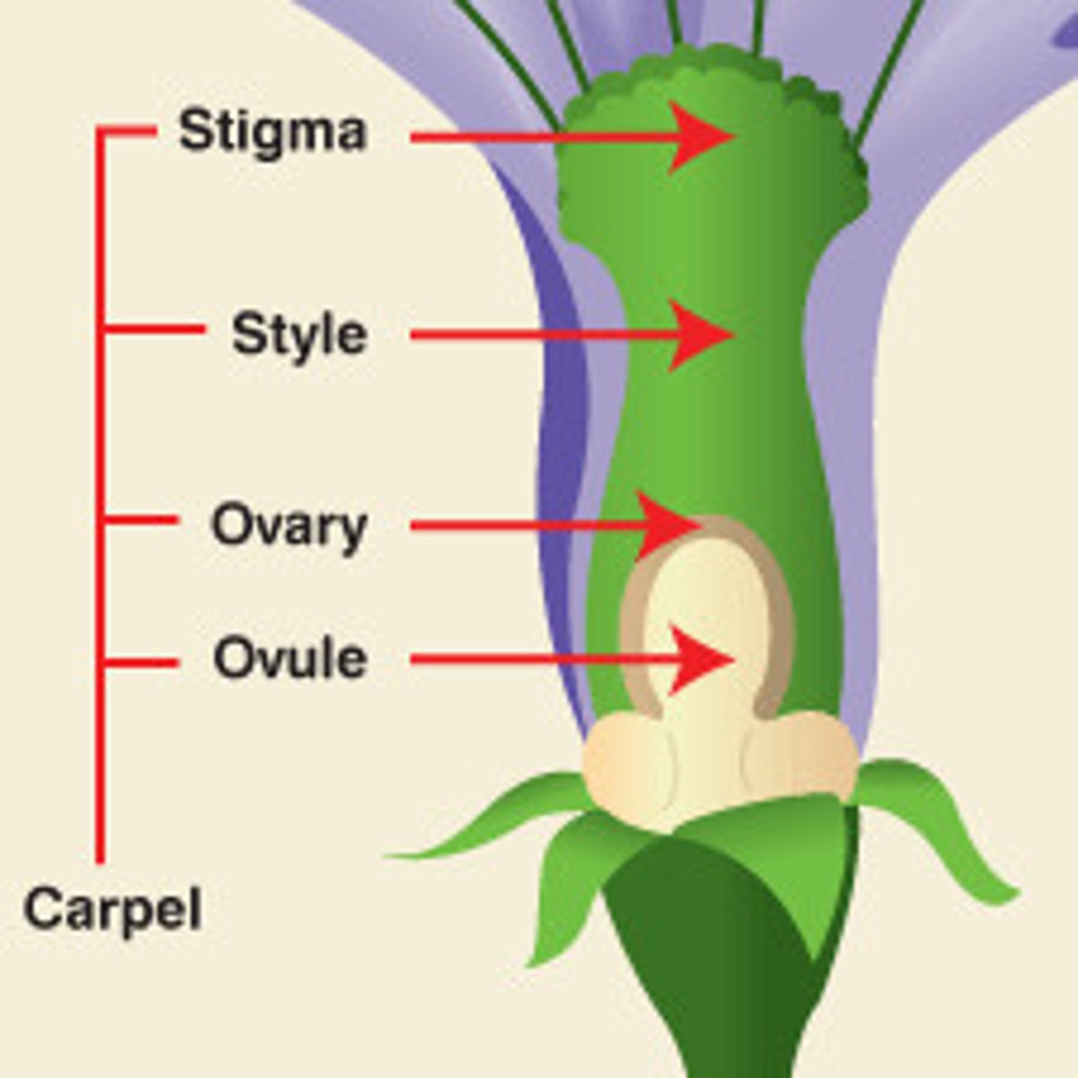 <p>the female part of a flower, consisting of one or more carpels.</p>