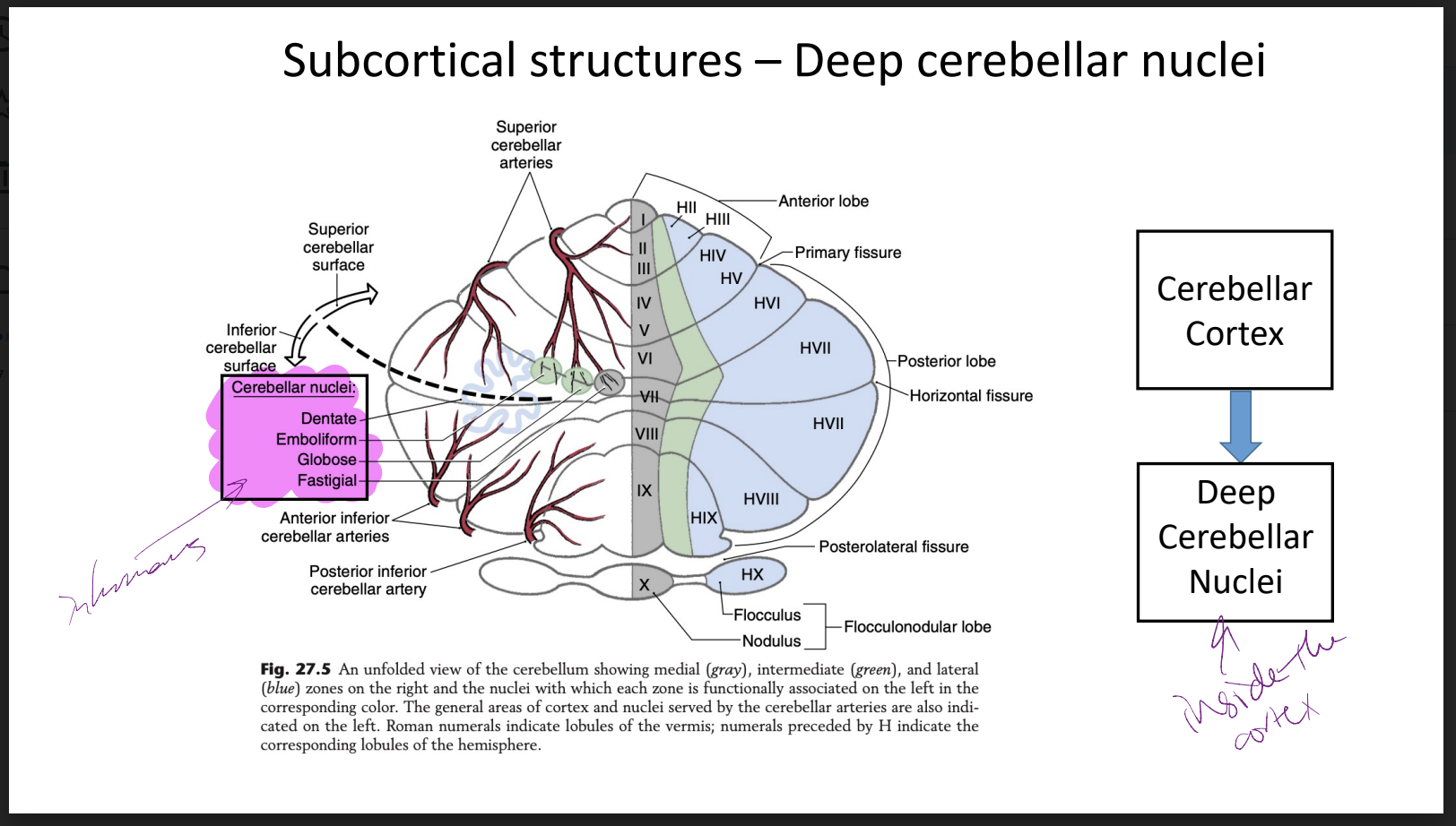 deep cerebellar nuclei → inside the cerebellar cortex and broken down to the dentate, emboliform, globose, fastigial