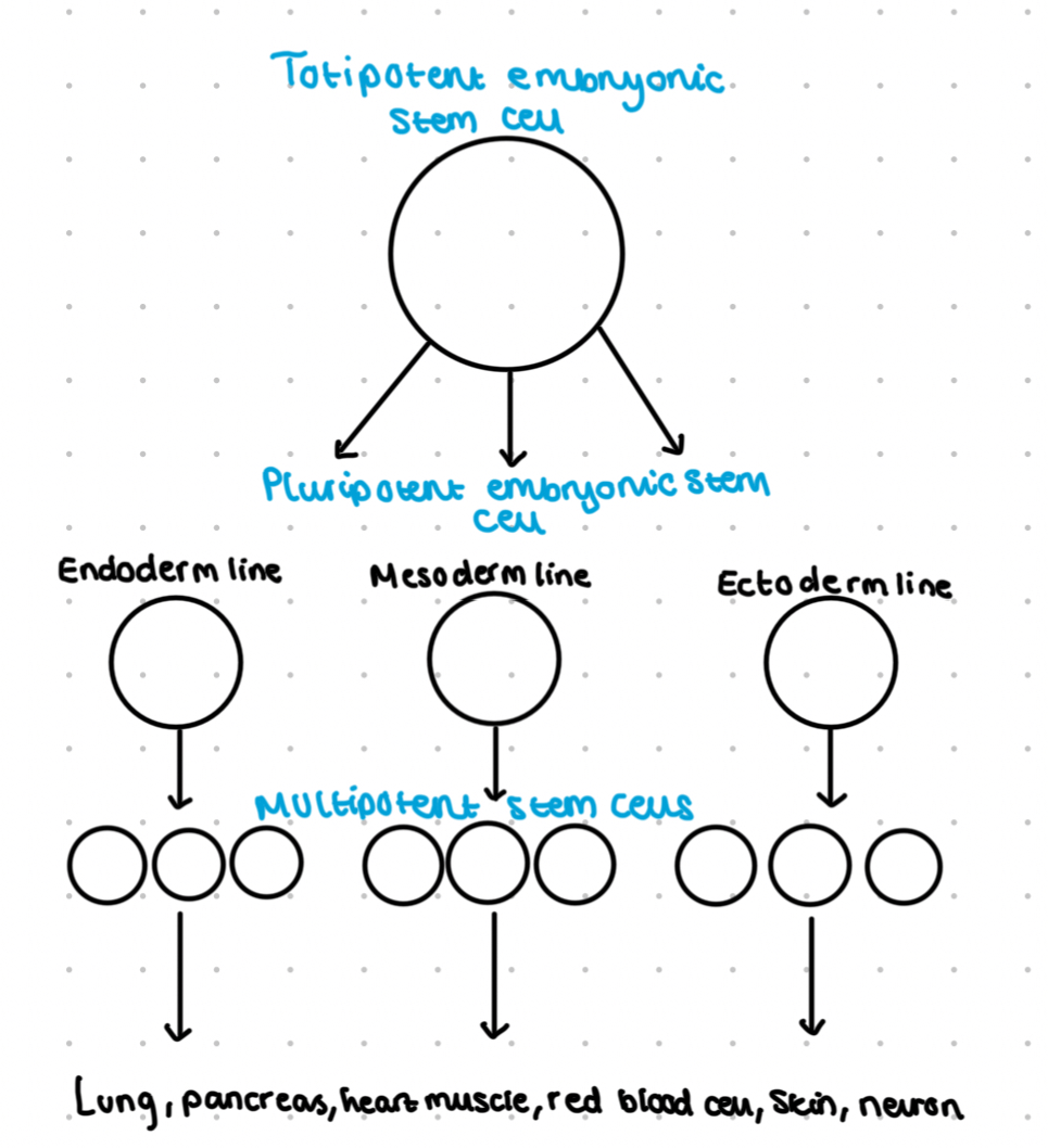 <ul><li><p>Totipotent- first 8 cells after 3 divisions, can differentiate into any cell of the body and placenta</p></li><li><p>Pluripotent- ‘embryonic’ stem cells- inner cells of the blastocyst, can make most but not all types of cell of the adult</p></li><li><p>Multipotent- can form more they one cell type, these are present in the adult e.g. bone marrow, also obtained from the umbilical cord</p></li></ul>