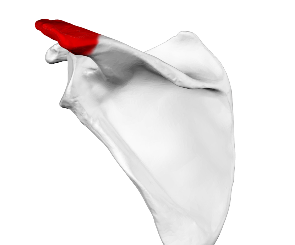<p>acromion </p>