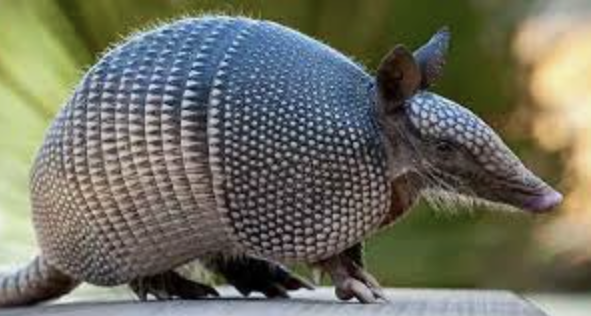 <p>Armadillos, Anteaters, Sloths</p>