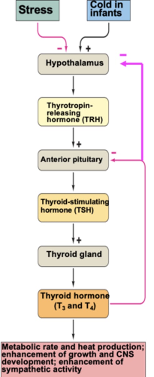 <p>Hypothalamus => TRH release => anterior pituitary stimulation => TSH release => thyroid stimulation => T3/4 release => target organ stimulation</p>