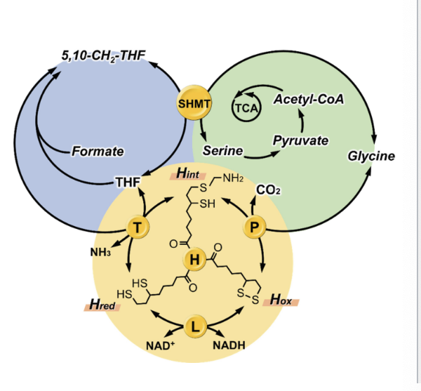 <ul><li><p>glycine cleavage system is a series of <strong>4 enzymes</strong> that convert <strong>glycine → CO2 and 5,10-methyleneTHF</strong></p></li><li><p>predominately active in <u>liver</u></p></li><li><p>critical source of 1C units in <u>early development</u></p></li></ul><p></p>
