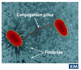 <p>Samengesteld uit subeenheden eiwit piline</p><p>Conjugatiepili of F-pili: overdracht DNA tussen 2 bact (plasmiden), resistentie</p><p>Hechtingspili of fimbriae: helpen bact zich aan opp hechten</p><ul><li><p>virulentiefactor: Neisseria gonorrhoeae → hechting aan epitheelcellen</p></li></ul><p>Virulentiefactor (F-Antigen)</p>
