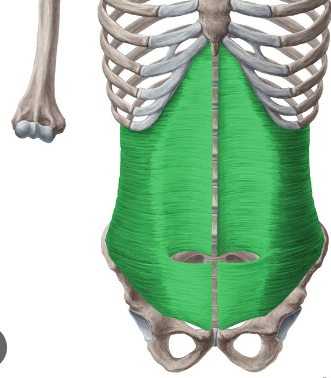 <p>origin: costal margins- iliac crest </p><p>insertion: linea alba and pubic symphysis </p><p> function: supports your torso </p><p>deepest muscle in your abdomen </p>