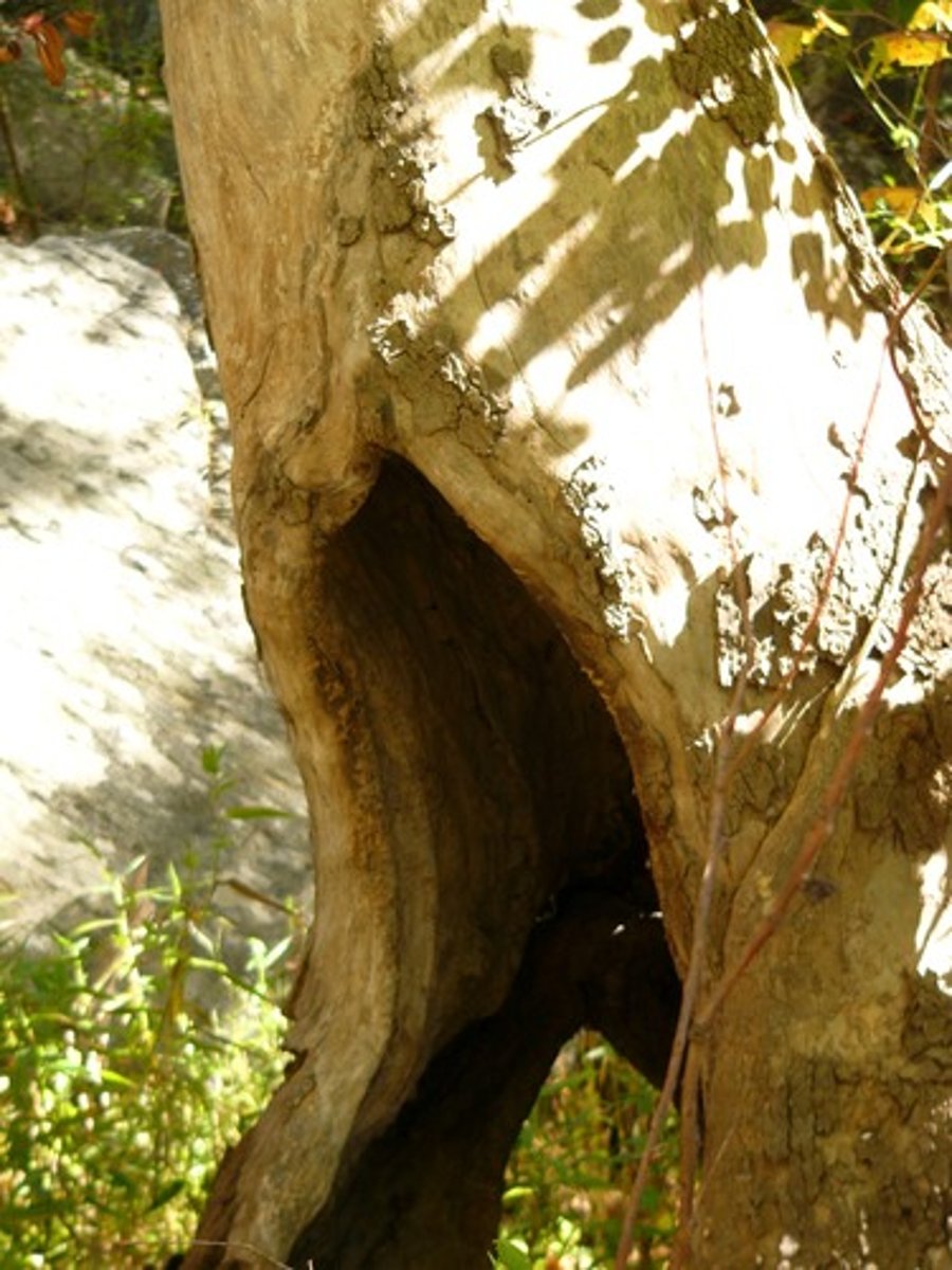 <p>empty inside</p>