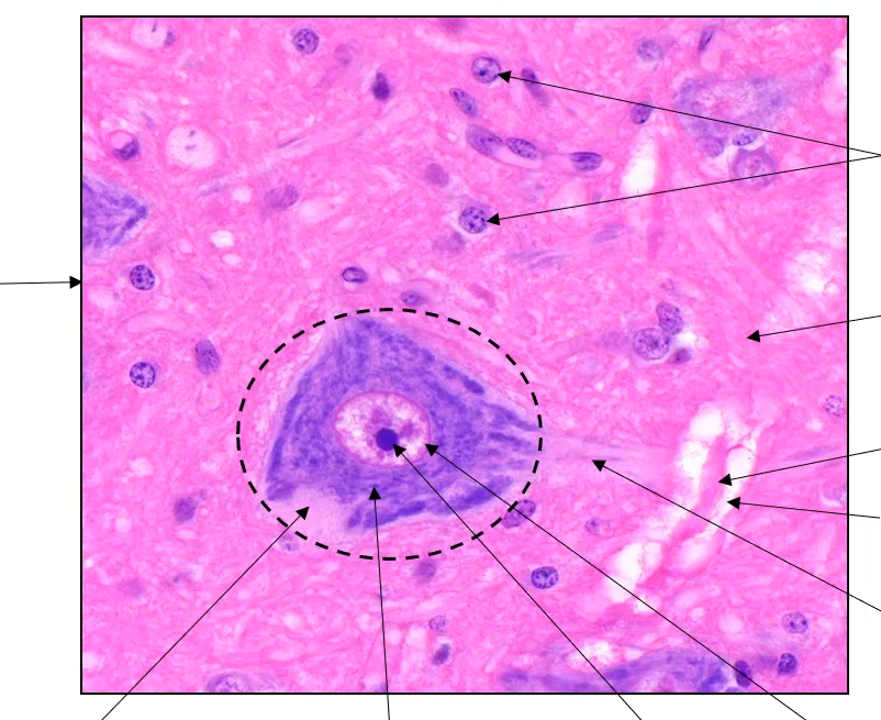 <p>ou dans le SNC (blanche ou grise)</p>