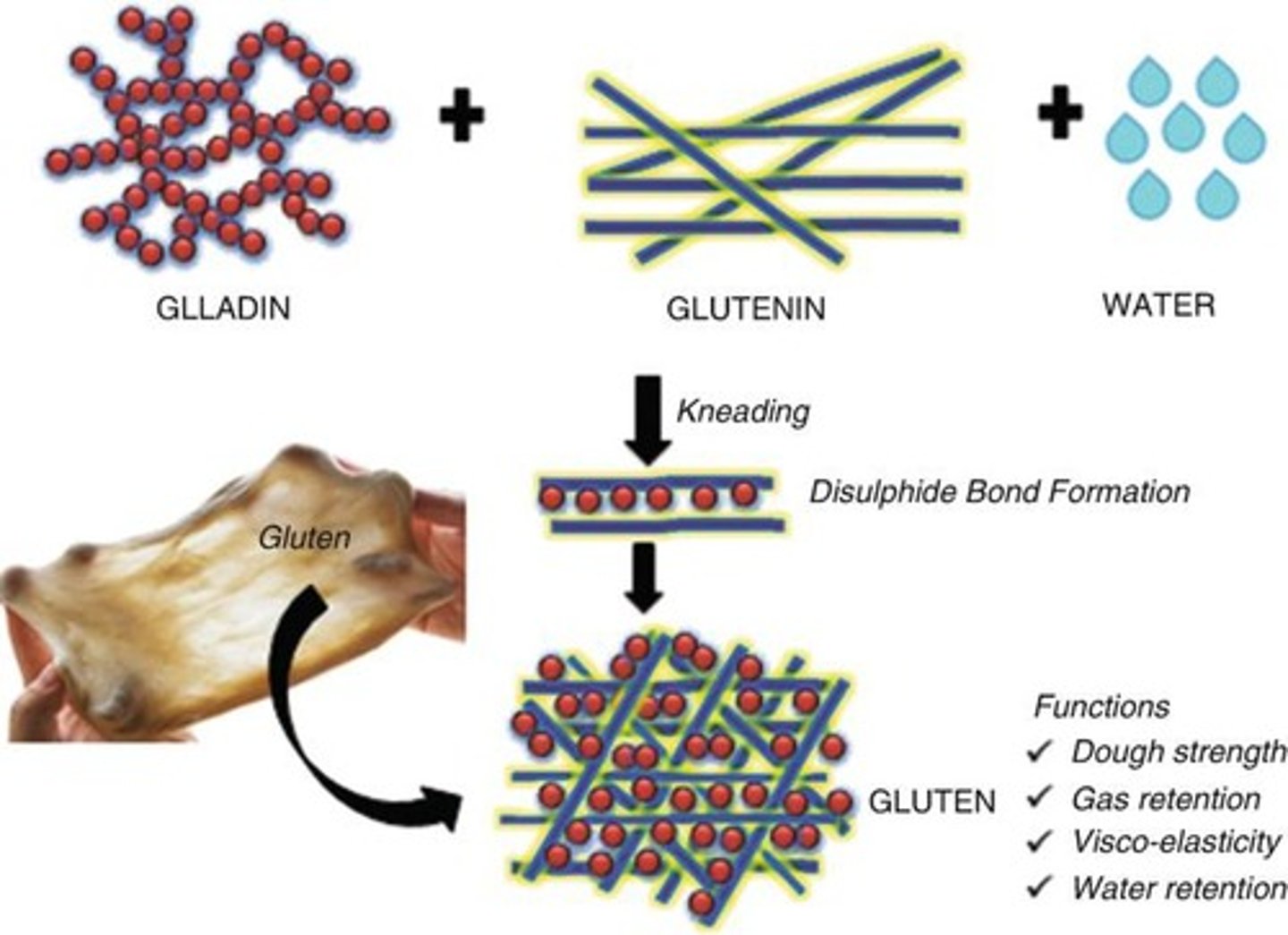 <p>Gluten provides structure and elasticity in baked goods.</p>
