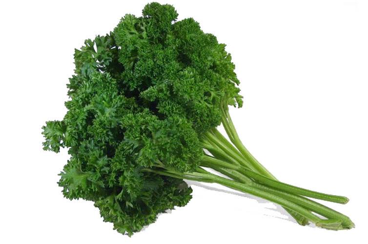<p>Parsley, curly leaf</p>