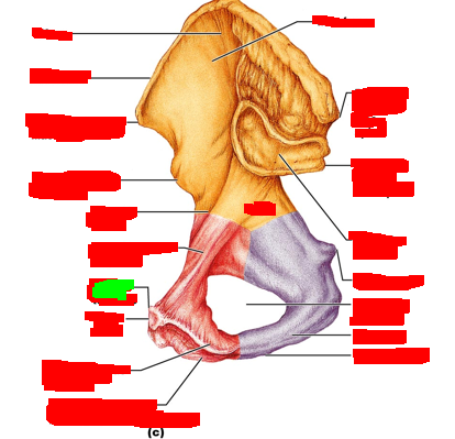 term image