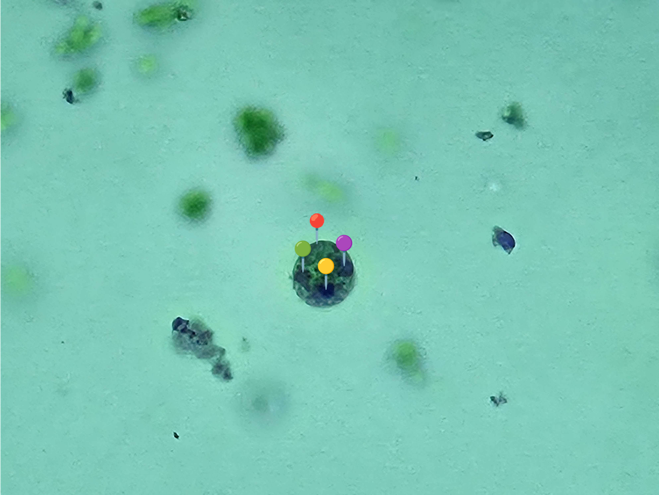 <p><strong><em>Entamoeba histolytica</em></strong></p><p>(Cysta)</p><p></p><p></p><p><strong>Organelle:</strong></p><p></p><ul><li><p><span data-name="red_circle" data-type="emoji">🔴</span> - ciałko chromatoidalne</p></li></ul><p></p><ul><li><p><span data-name="yellow_circle" data-type="emoji">🟡</span><span data-name="green_circle" data-type="emoji">🟢</span><span data-name="purple_circle" data-type="emoji">🟣</span> - jądra komórkowe.</p></li></ul><p></p><p></p><p><strong>Parazytoza: </strong><em>Pełzakowica</em></p>