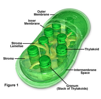 <p>membrane bound. similar to mitochondria, critical for the process of photosynthesis in plants (uses ATP to synthesize glucose, reverse of cellular respiration)</p>