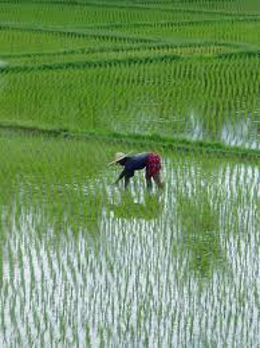 <p>Achieving a high yield from a small growing area - usually involves a lot of labor</p>