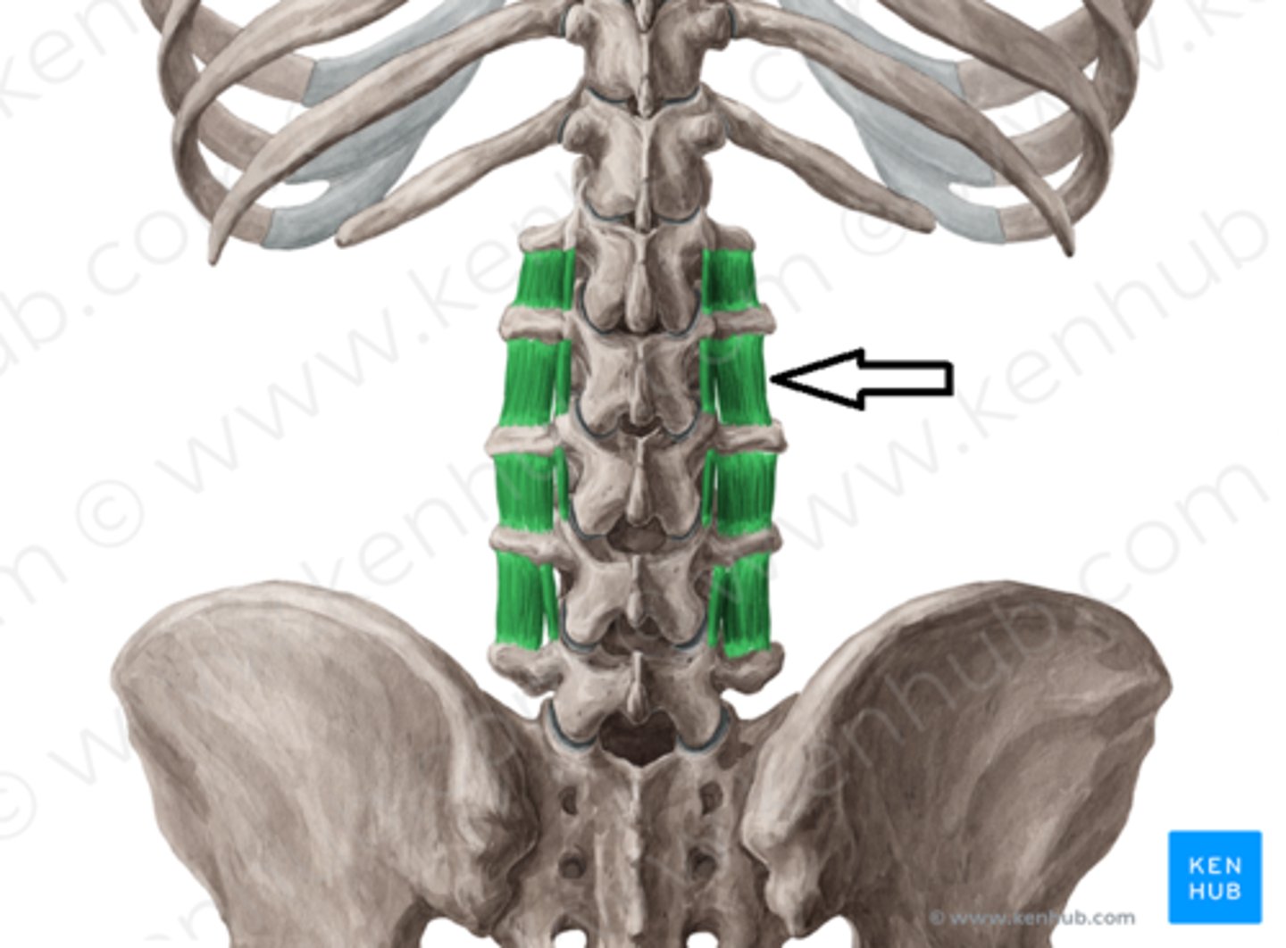 <p>Function: stabilizes vertebral column</p>