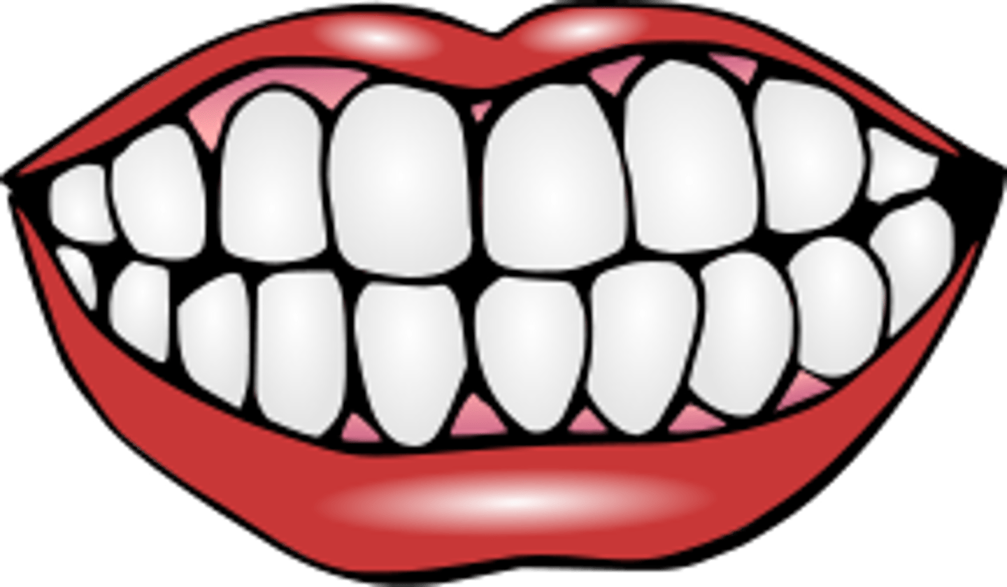 <p>tooth</p>
