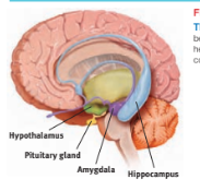 <p>limbic system</p>