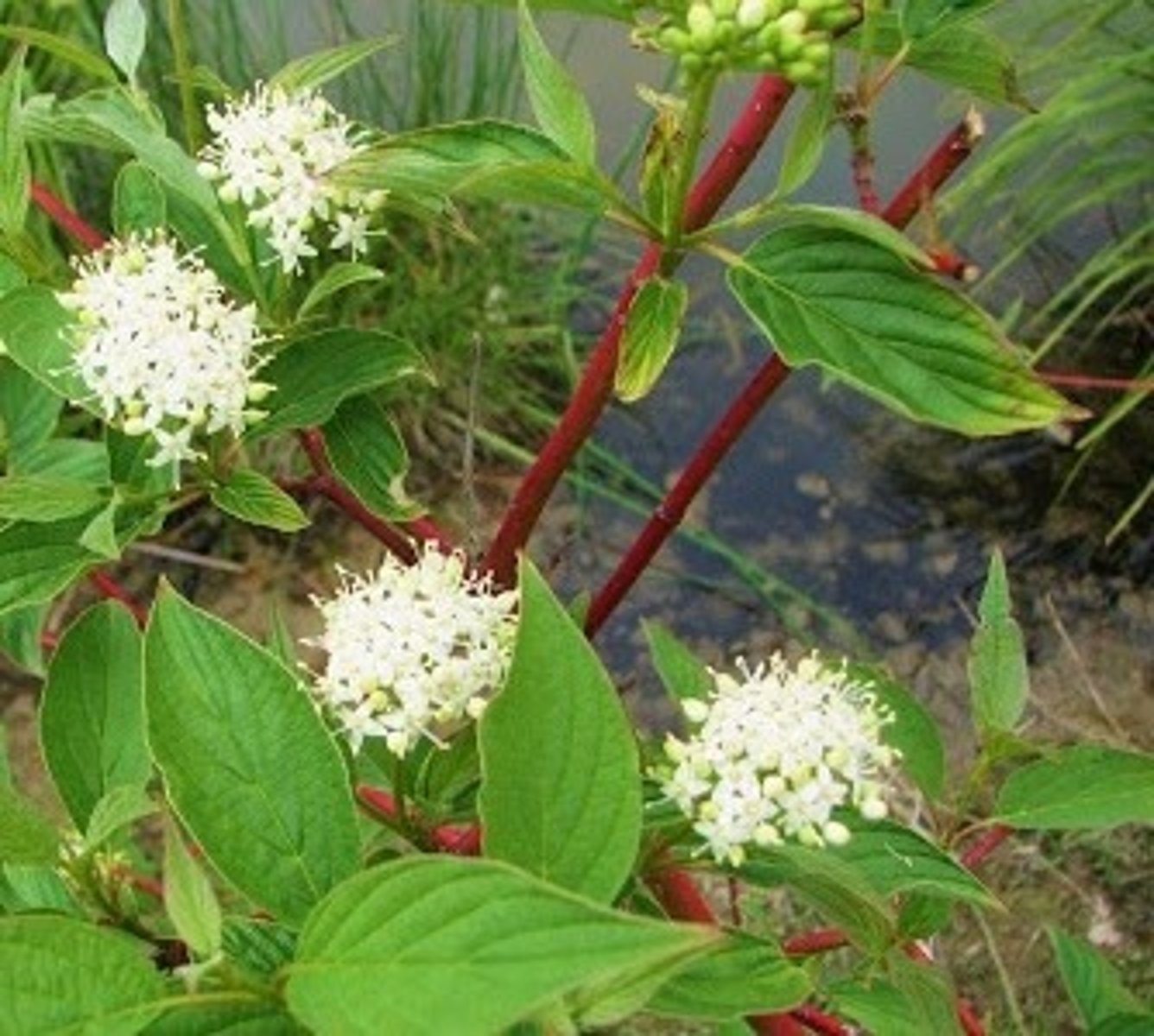 <p>Rode kornoelje</p>