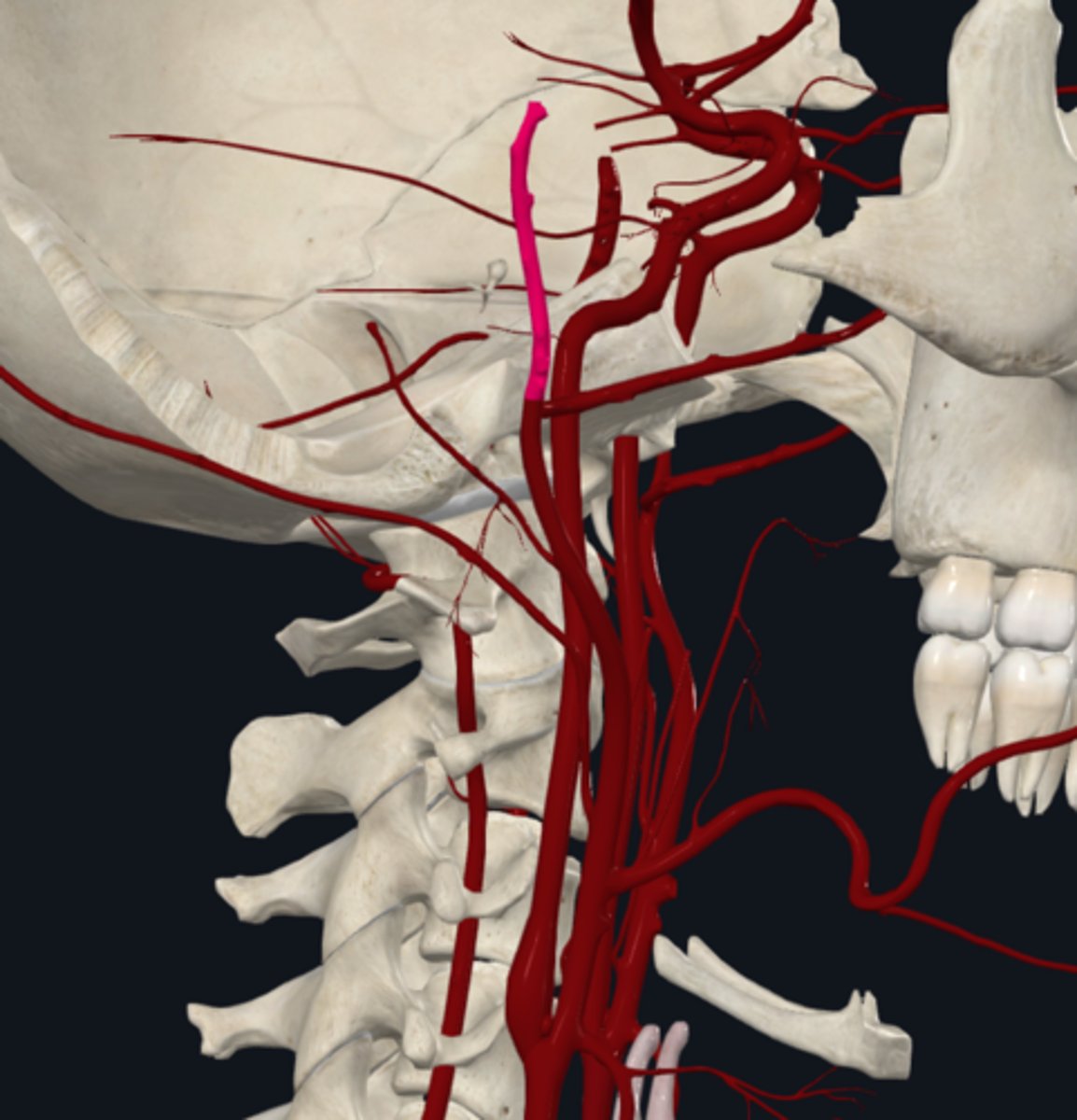 <p>The superficial temportal artery (terminal) of the external carotid artery supply what?</p>