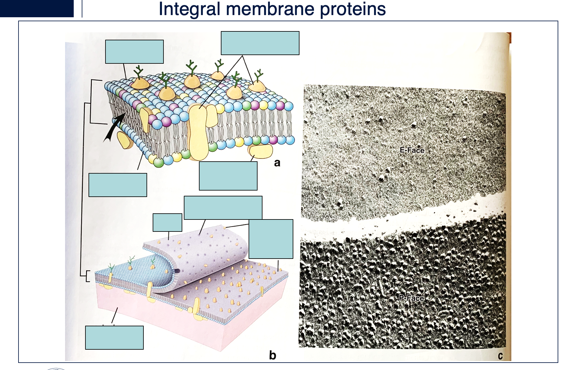 <p>label and and say how integral membrane can be visualized</p>