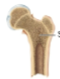 <p>acts as scaffolding to provide strength and support without the greater weight of compact bone; in the interior of the bones of the skull, vertebrae, sternum, and pelvis, in the ends of the long bones</p>