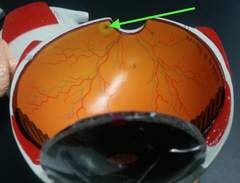 -central section of the retina
- has high concentration of cones
- most detailed vision