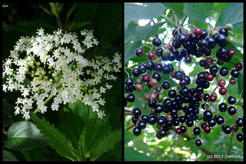 Family: Caprifoliaceae
Common: elderberry
Range: Throughout NA to Mexico
Habit: Wet, bottomland areas
Height: Shrub to small tree, up to 16ft tall. Multi-stemmed.
Persistence: Deciduous
Bark: tight, light grey, little bit of ridging. 
Leaves: Bipinnately compound, opposite. Leaflets are lanceolate to elliptic with a serrated margin and soft rachis.
~spongy pith
Fruit: terminal cymes (clusters of drupes that are dark purple)
Other: Vitamin C or purgatory depending on the fruit or the bark.