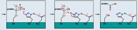 <p>Hydrolysis of acyl grp from Ser proceeds well as esters more reactive than amides, hydrolysis of peptide link= loss of half of peptide, room for H2O to enter</p>