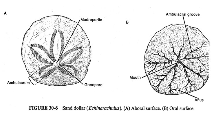 <p>Echinoidea (sea urchins and sand dollars)</p><p>Aboral and Oral side </p>