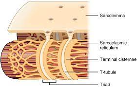 <p>It stores and releases calcium ions that are needed for muscle contraction </p>