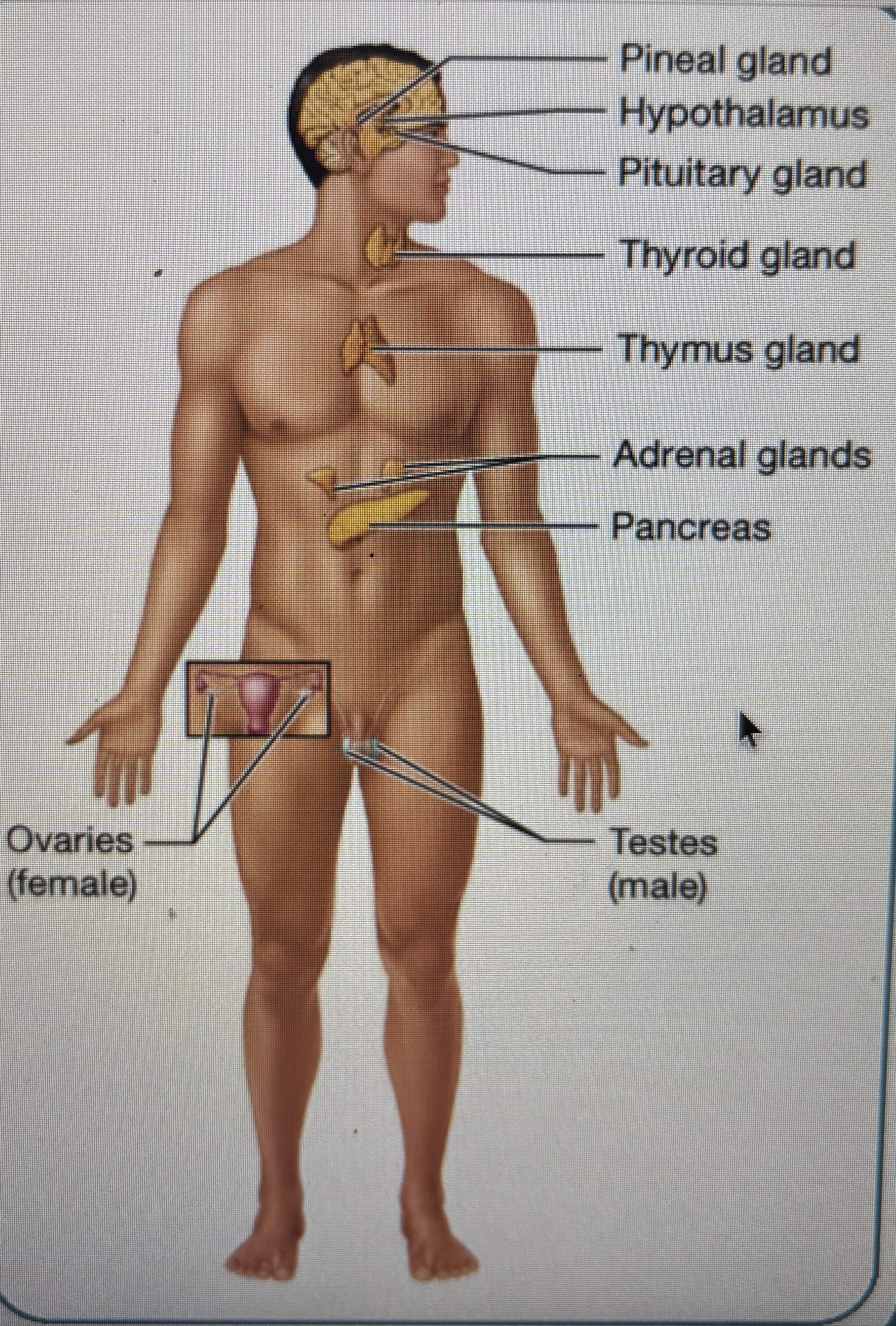 <p>pineal gland</p><p>hypothalamus</p><p>pituitary gland </p><p>thyroid gland </p><p>thymus gland</p><p>adrenal glands</p><p>pancreas </p><p>testes/ovaries</p>