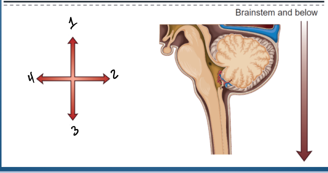 <p>Brain stem below name each one</p>