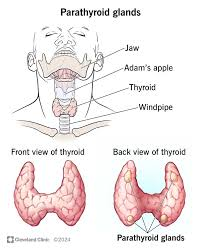<p><strong>Parathyroid Gland</strong> ( on backside of thyroid ) </p><p>produces </p>