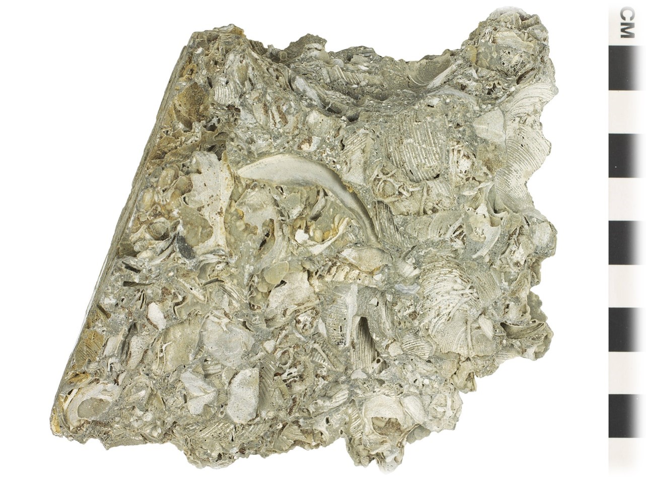 <p><span style="font-size: 12.8px; font-family: lato, sans-serif">biochemical rock that is poorly sorted, contains fossils, acid reactive</span></p>