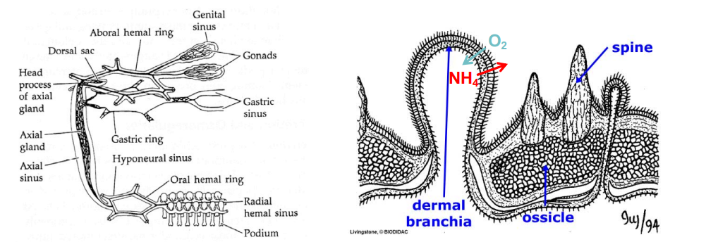 <ul><li><p>Derived from coelom.</p></li><li><p>Fluid moved by cilia and muscle pumping.</p></li><li><p>Oral and aboral ring connected by axial sinus.</p></li><li><p>Axial gland which produces some coelomocytes.</p></li><li><p>Extend to the gonads.</p></li><li><p>Gas exchange occurs in the dermal gills or papullae.</p></li><li><p>Excretion and ions exchange through podia and papullae.</p></li><li><p>Epithelia super-ciliated → cilia allows water circulation (like how we have hearts)</p></li><li><p>Hemal system more linked to immunology</p></li><li><p>^ runs next to stone canal</p></li></ul><p></p>