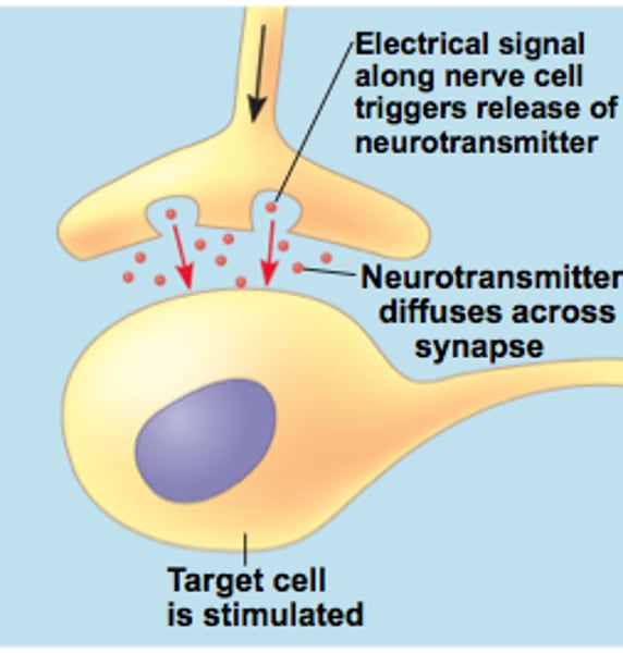 <p>A nerve cell releases neurotransmitter molecules into a synapse, stimulating the target cell</p>