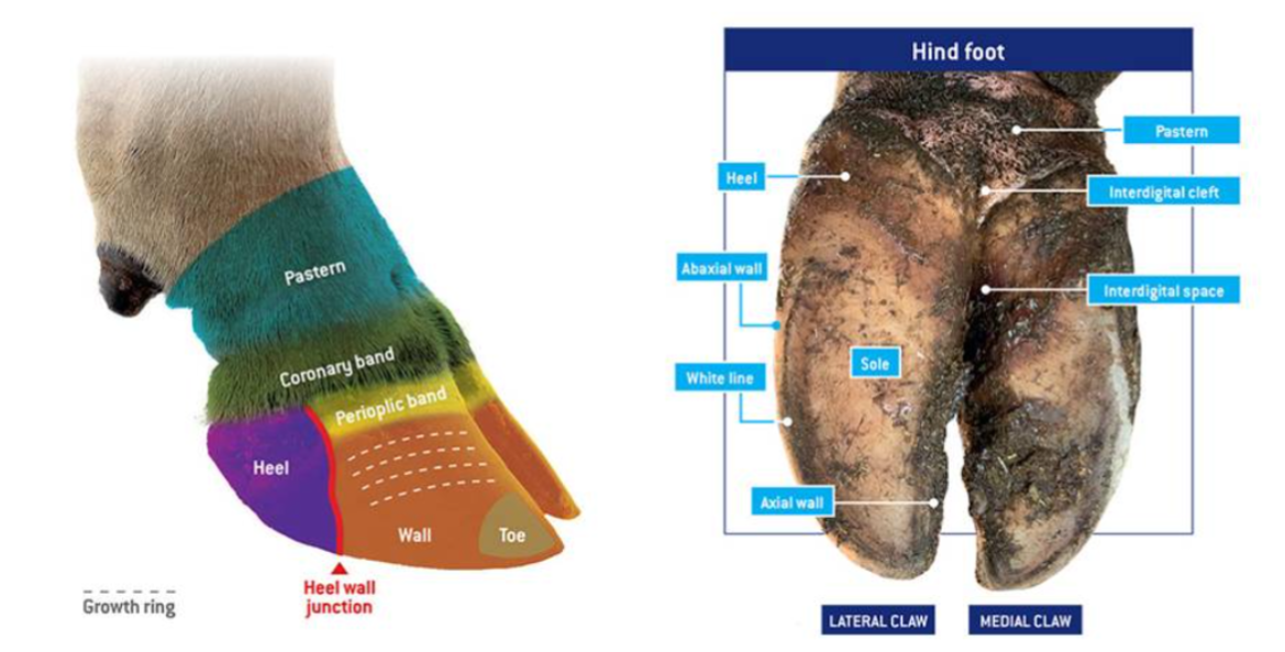 <p><span><u>Regions</u></span></p><p><span>Sole → slightly concave region on palmar/plantar aspect of each digit&nbsp;</span></p><p><span>Heel (Bulb) → slightly convex region at heel of sole</span></p><p><span>Wall&nbsp;</span></p><ul><li><p><span>Abaxial aspect - convex + merges with bulb&nbsp;</span></p></li><li><p><span>Axial aspect - junction with bulb has groove = axial cleft&nbsp;</span></p></li></ul><p></p>