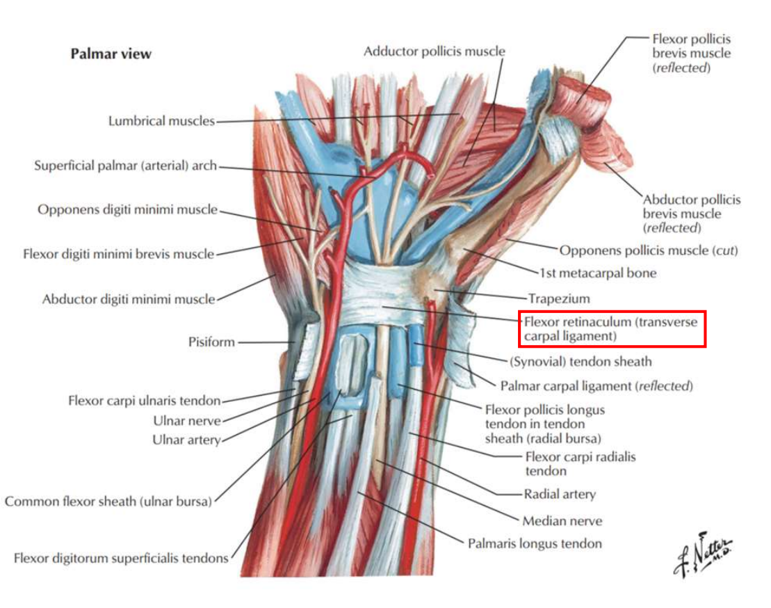 <p>Gaines qui enveloppent certains tendons, permettant leur passage à travers des espaces étroits ou sur des zone osseuses, en leur offrant une protection </p>