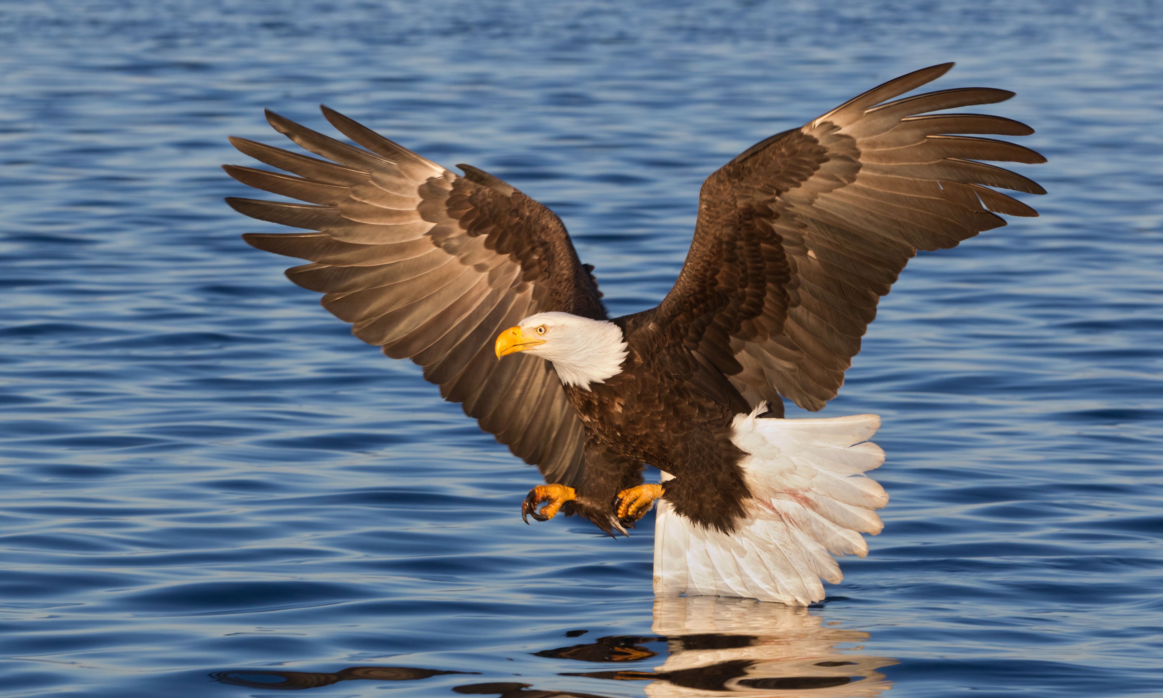 <p>Bald Eagle</p>