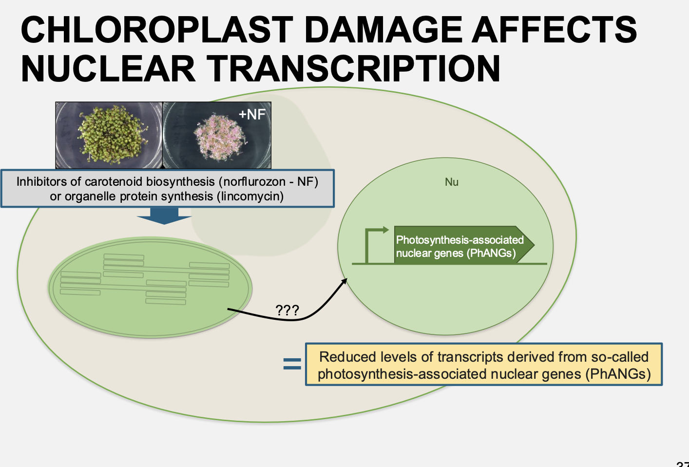 <p><strong>Inhibitors of chloroplast transcription and translation</strong></p><ul><li><p>e.g <strong>Tagetitoxin</strong>→ inhibits chloroplast RNA polymerase </p></li><li><p>e.g <strong>Linomycin and chloramphenicol</strong>→ chloroplast protein synthesis inhibitors</p></li></ul><p>Results:</p><ul><li><p>prevent nuclear gene expression early in seedling development</p></li></ul><p></p>