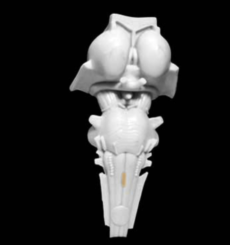 <p>Prominent structure in the caudal medulla formed by the midline crossing (i.e., decussation) of corticospinal tract axons; the approximately 90% of the corticospinal tract axons that decussate in the caudal medulla then form the lateral corticospinal tract, and the 10% of the axons that do not cross the midline form the ventral (or anterior) corticospinal tract.</p>